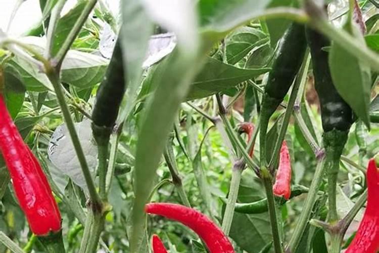 小米椒几月种腊月成熟？