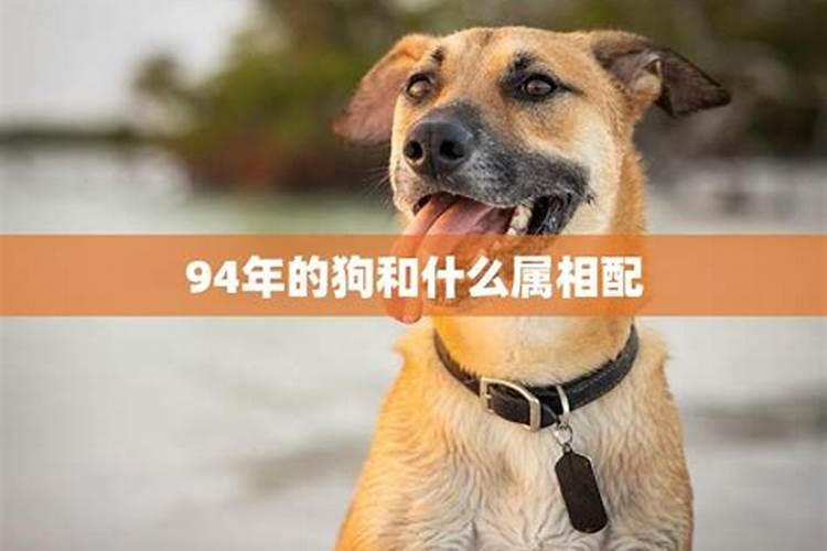 94年的狗跟什么属相合婚？
