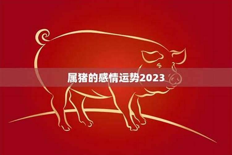 属猪今年感情运势