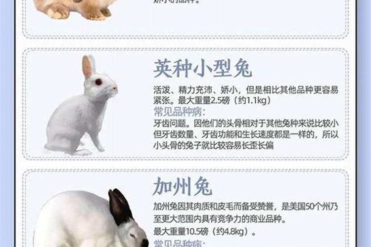 梦见红色的兔子是什么征兆女？
