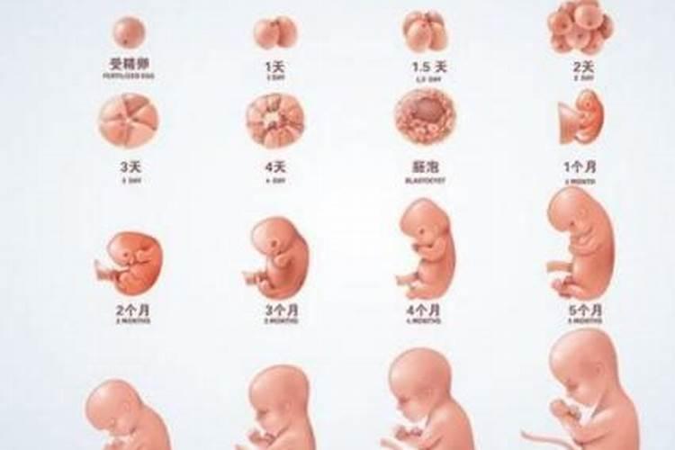 堕胎婴儿女性比例