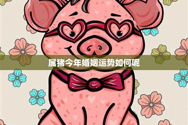 属猪婚姻运势如何？