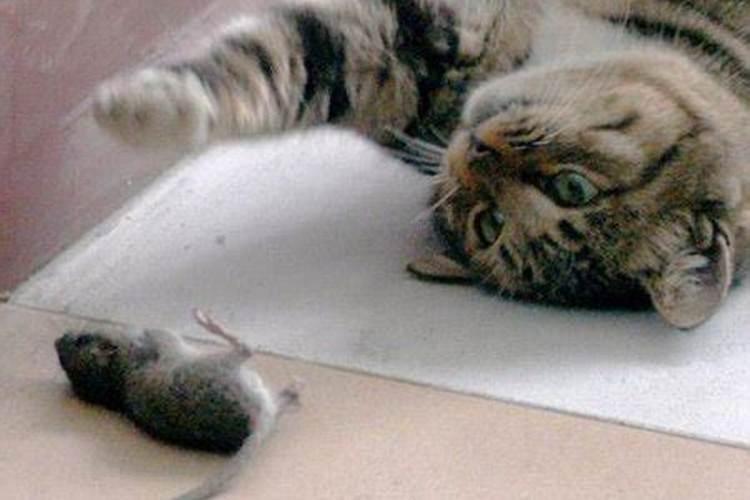 梦见老鼠跟猫一样大
