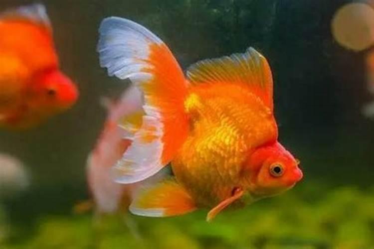 梦见红色金鱼生了小崽死了