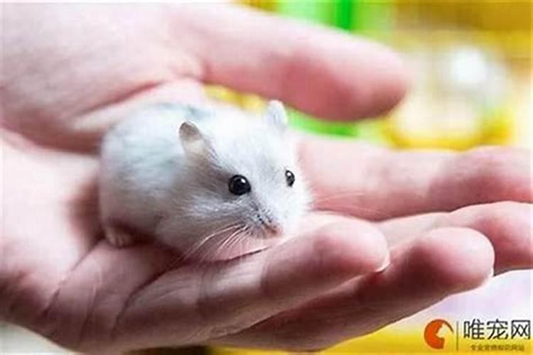 梦见老鼠咬我的手是什么意思啊？