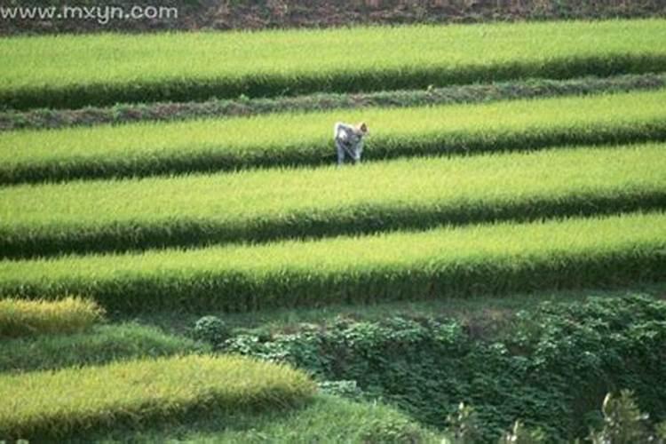 梦见种田是什么意思？