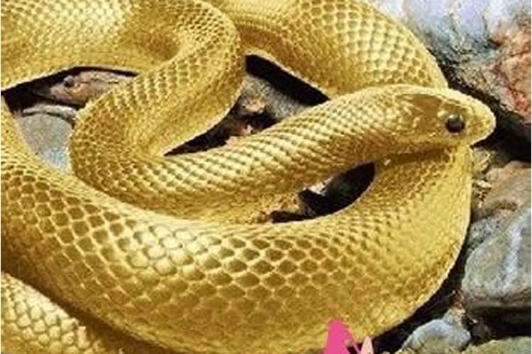 梦到大黑蛇预示着什么？