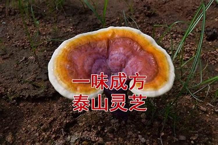太岁灵芝吃了有什么副作用没？