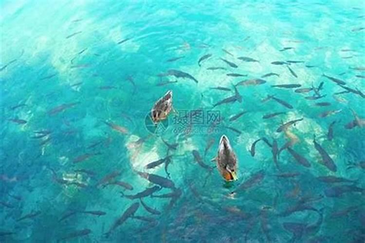 梦见湖水很深很清澈有很多鱼？