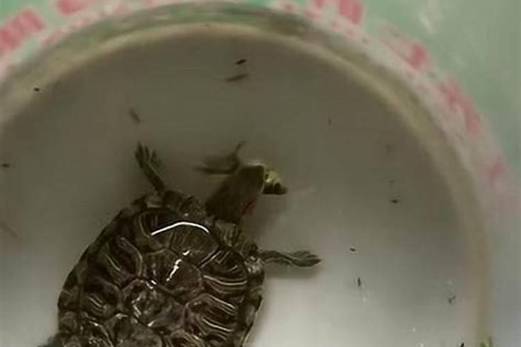 梦见大乌龟被小鱼吃了