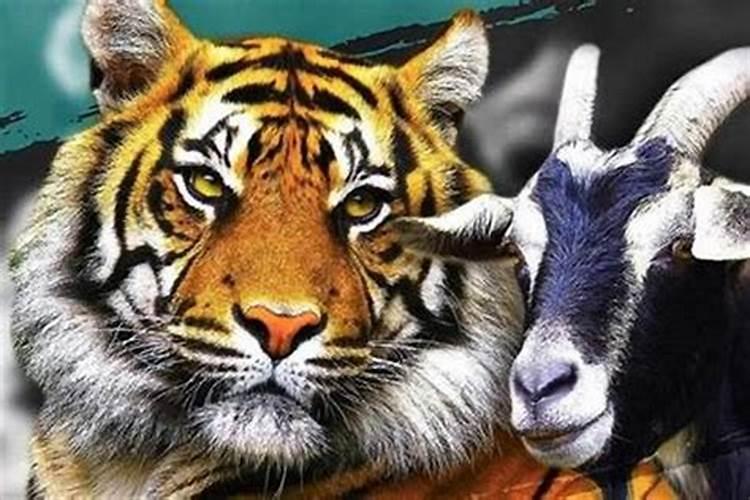 属虎女跟属羊男合婚吗？