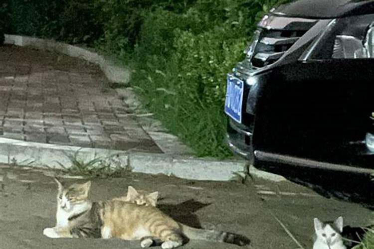 流浪猫上门是什么兆头？