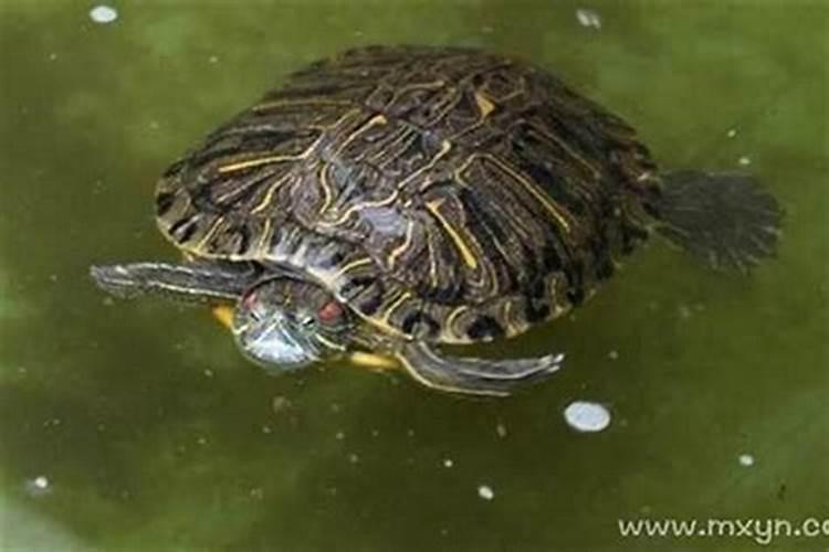 梦见水里好多乌龟在游？