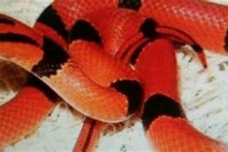 梦到红色的蛇是胎梦吗？