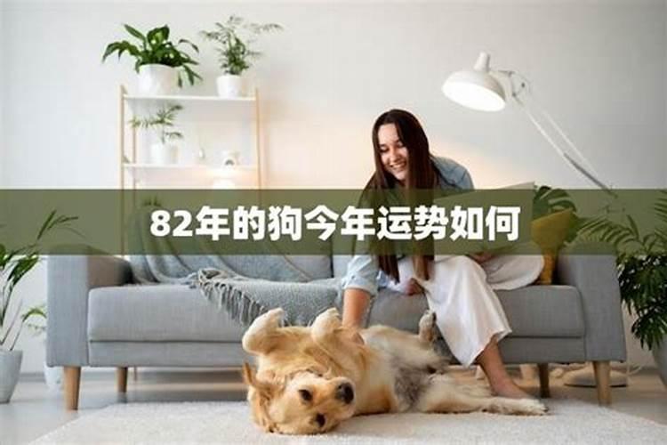 82狗2026运势如何？