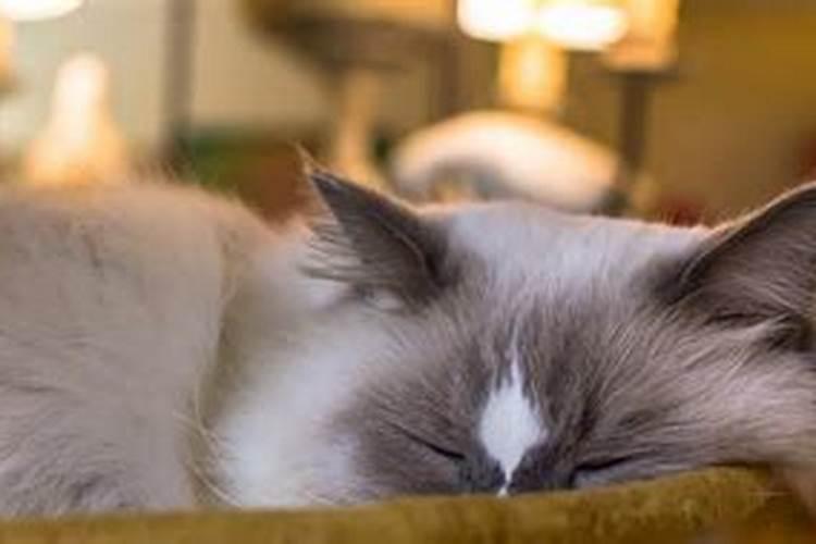 梦见猫很乖很亲近自己