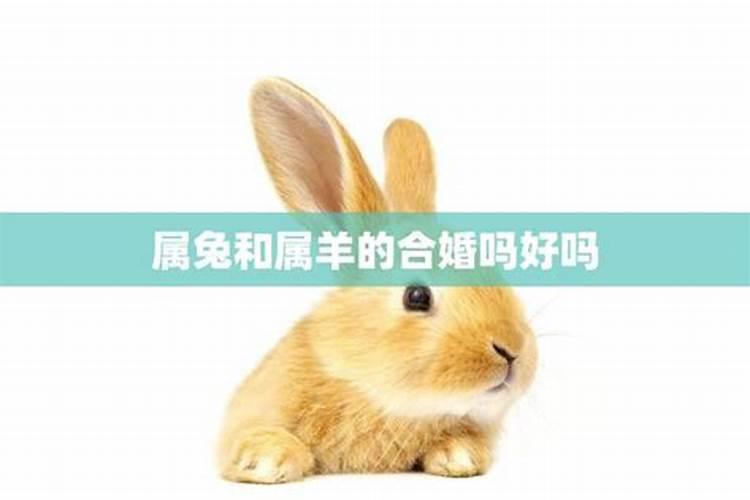 男孩属兔女孩属羊合婚吗？