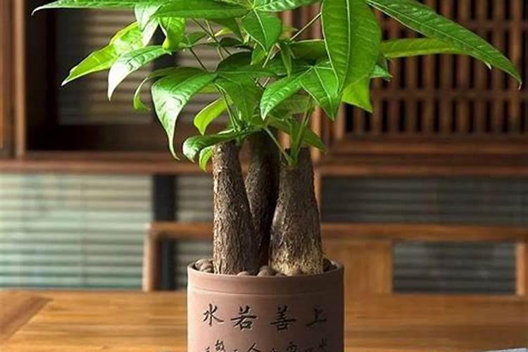旺财的植物有哪些？