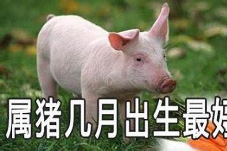 九月初九出生的人命运属猪