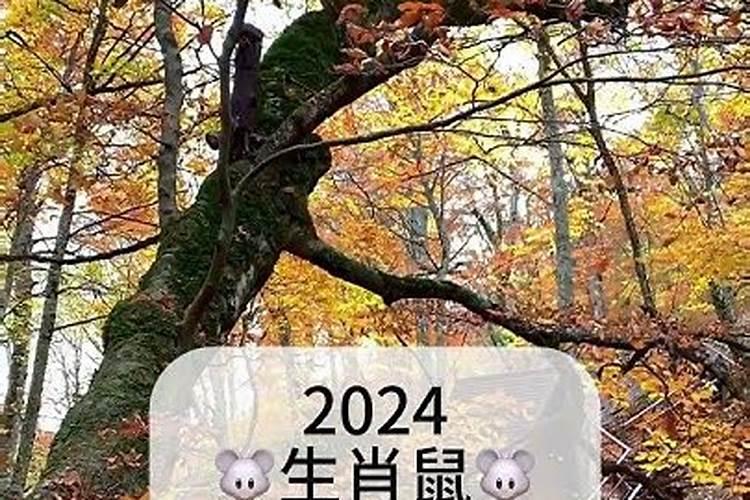 鼠年农历8月运程怎样？