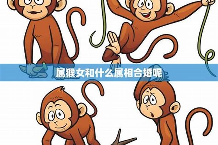 属猴人和什么属性合婚？