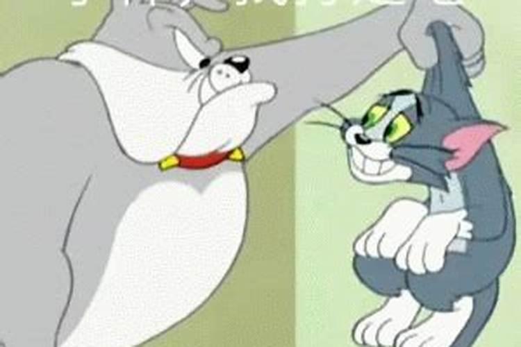 梦到别人拎大老鼠特别大一只猫