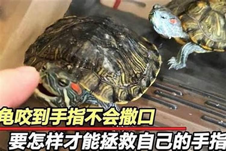 梦见乌龟咬自己