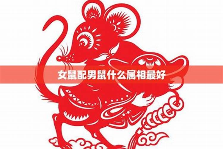 老鼠女跟猴子男属相婚配吗？