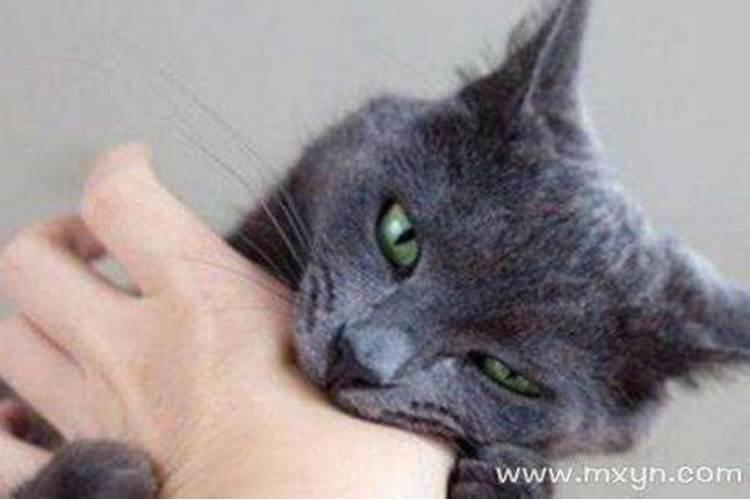 梦见猫咬我是什么意思周公解梦？