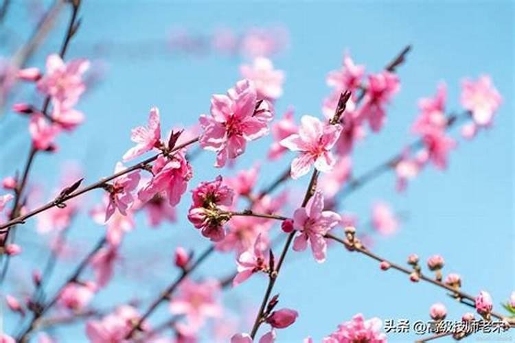 泛桃花是什么意思？