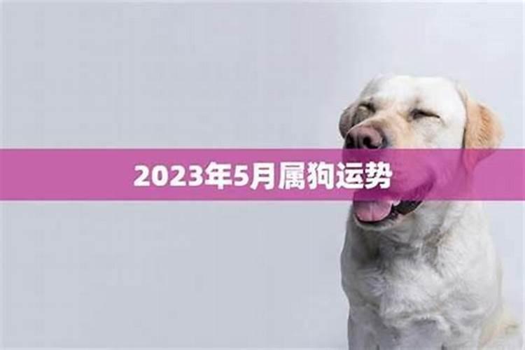 属狗的今年5份运势如何？
