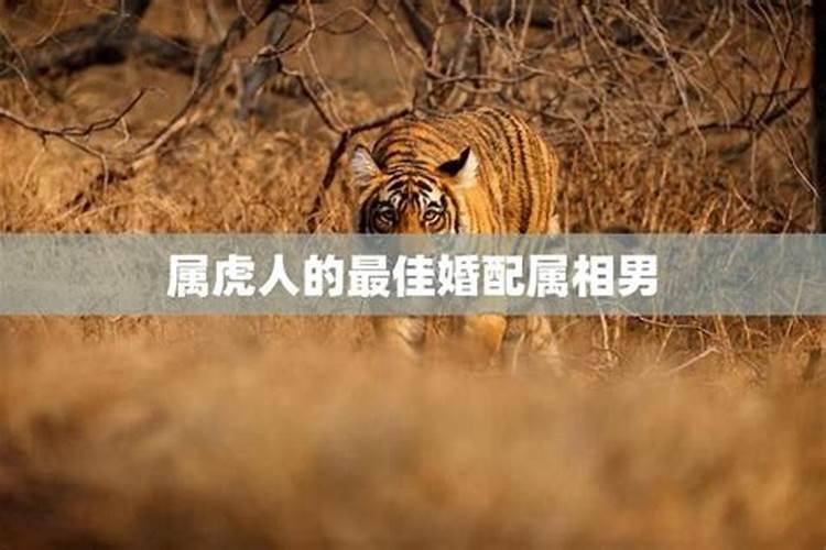 属虎男最佳婚配