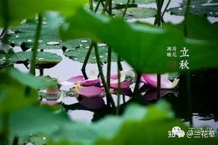 立秋以后几点出生最好？