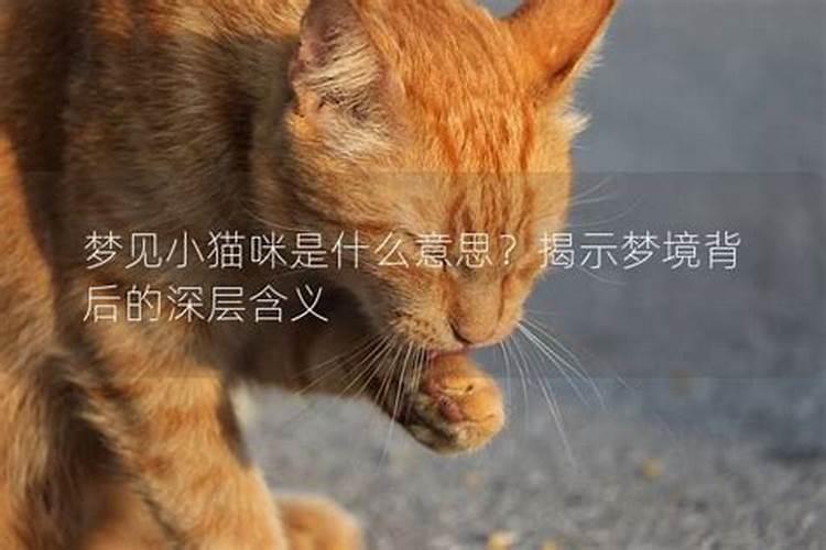 梦见猫咪是什么意思呢？