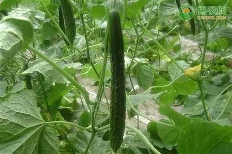 夏至小暑节气农作物有哪些？