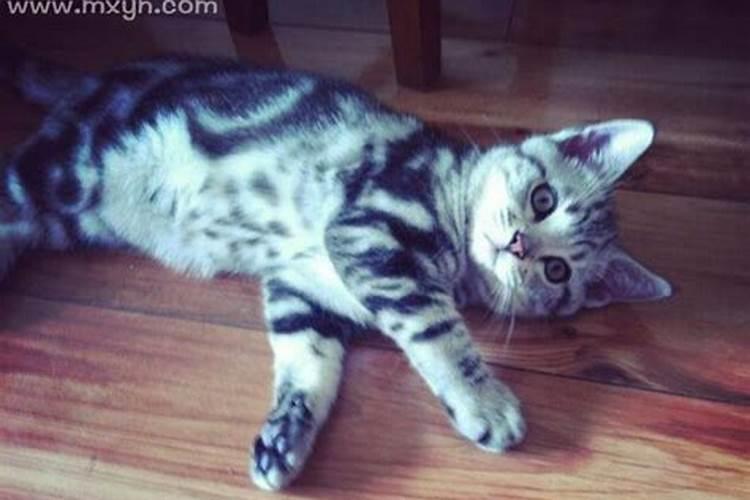 怀孕梦见猫死了是什么意思？