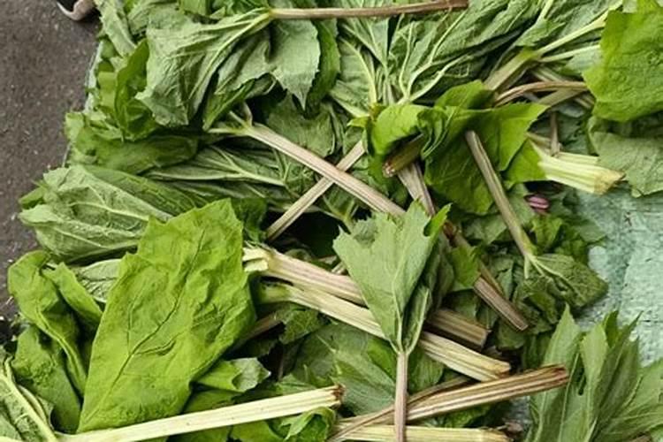 东北二月二都有哪些野菜？