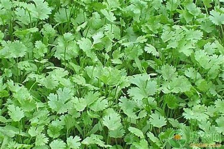 腊月种香菜几天出苗？