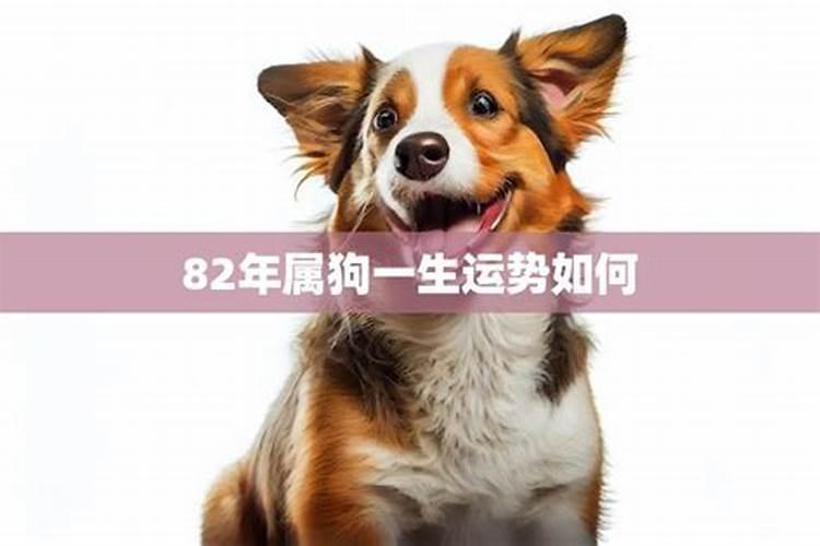 1982男狗一生运势如何？