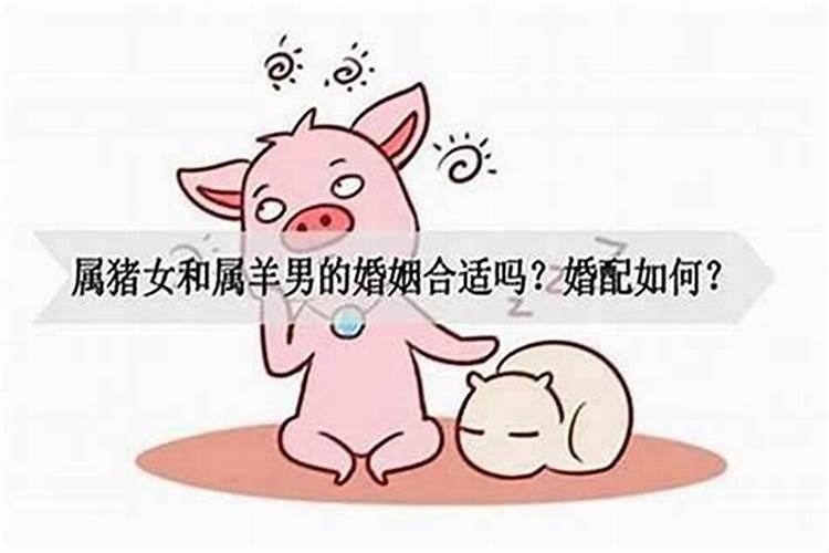 属兔男和属猪女合婚吗？