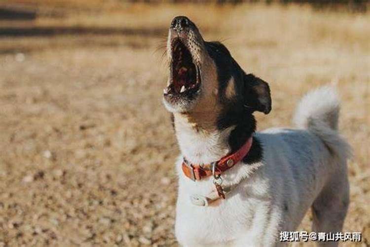 狗叫声像哭声预兆什么？