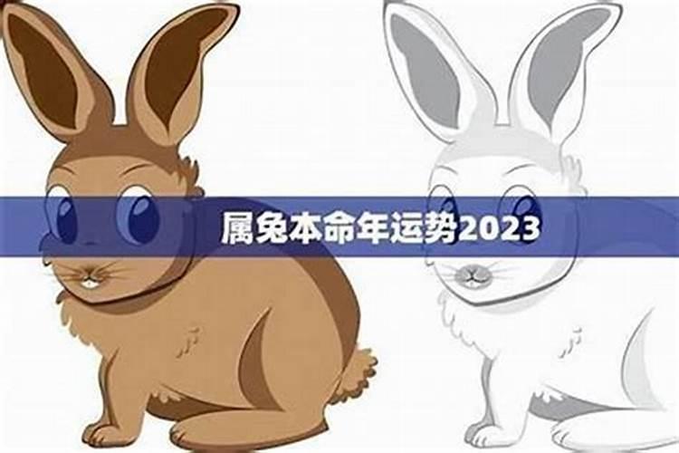 2026年兔本命年怎么样？