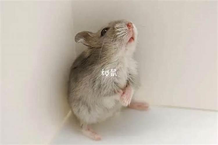 怀孕梦到老鼠是胎梦吗？