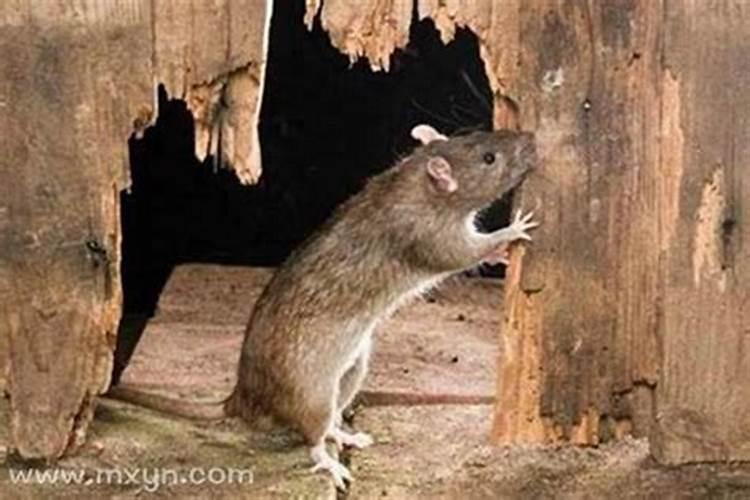 梦见老鼠在家乱跑是什么意思？