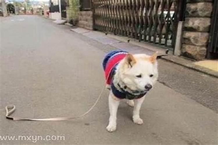 梦见丢的狗是什么意思？