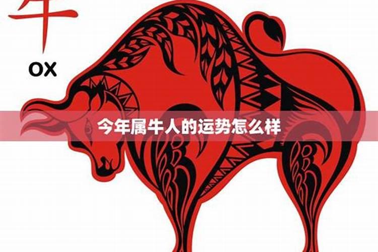 属牛人做生意运势怎么样？