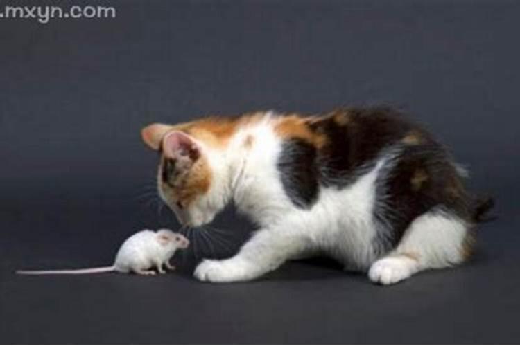梦见猫捉到老鼠是什么预兆？