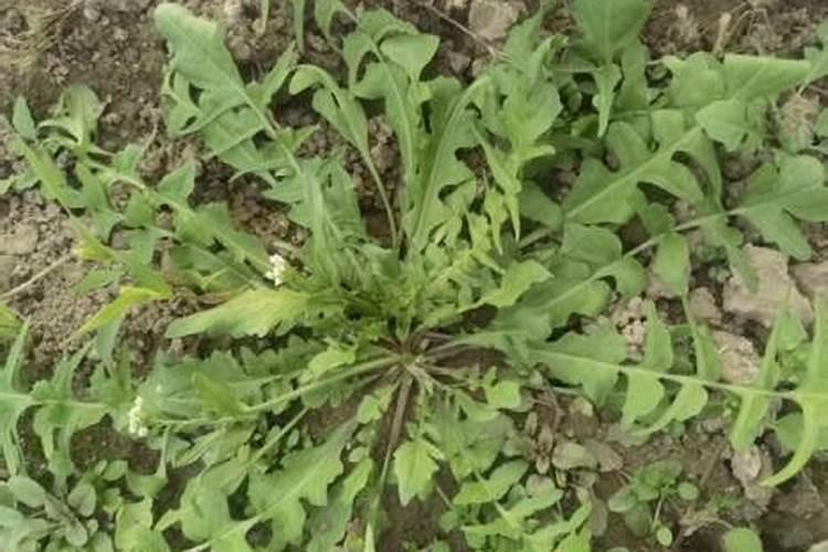 梦见荠菜是什么意思？