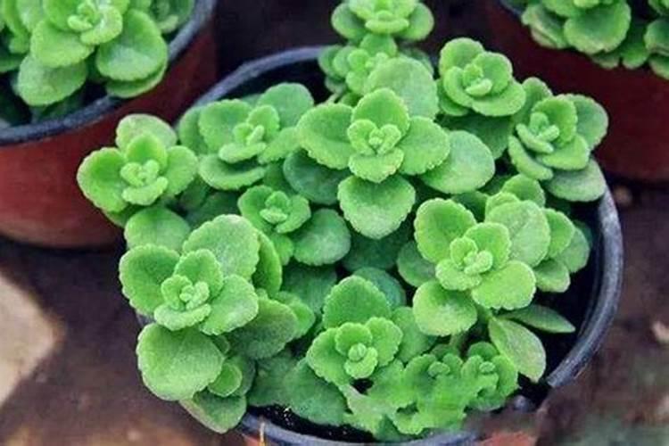属猪人增旺运势的植物是什么？