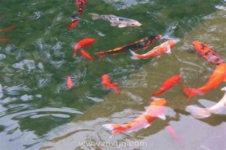 梦见养鱼什么意思？